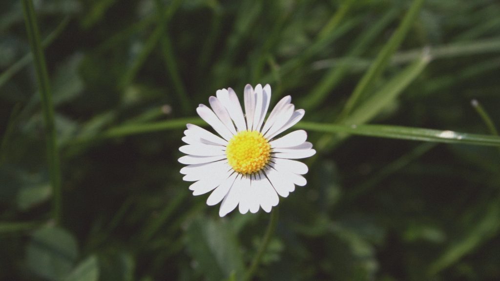 This blog is my effort to cultivate a flourishing&nbsp;life