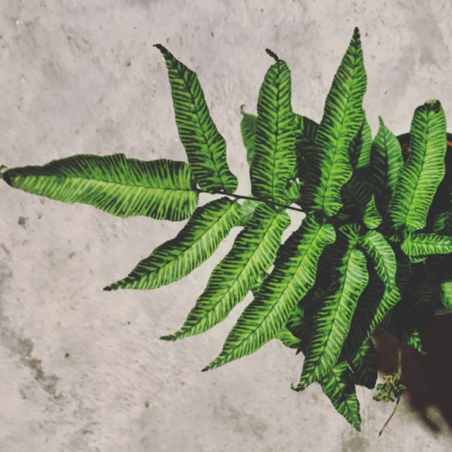 Have been spending too much money regretfully on sub standard plants so rather than scrolling through plant sellers’ pages, I am going to occupy myself writing about the experience