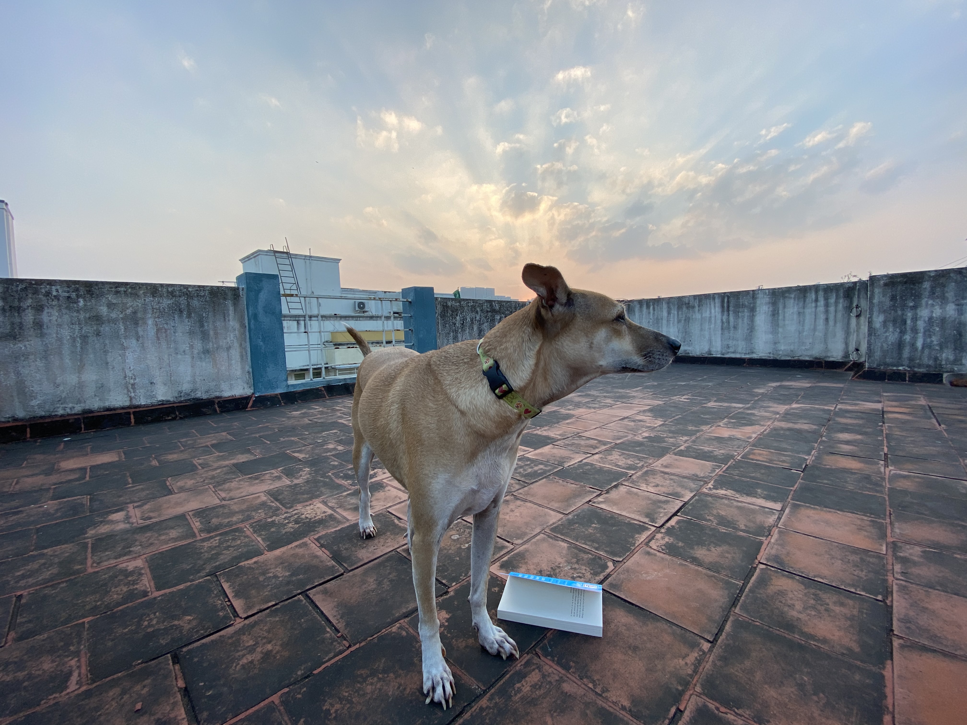 I want to confess and lace the truth – my truth – with some poetry and magic