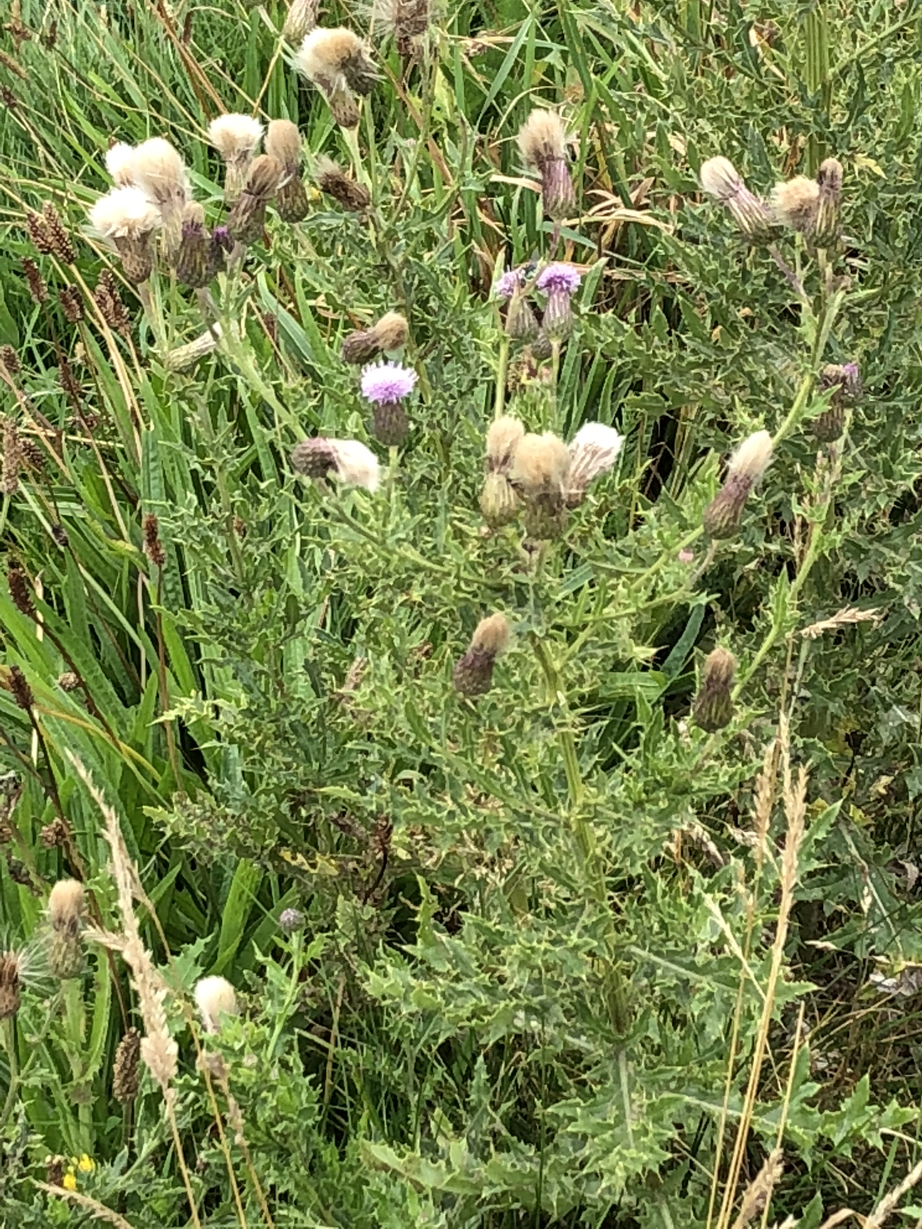 It’s taking the growing pile of stuff I want to donate and actually driving it to the drop off point