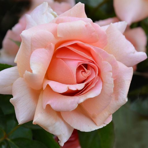 I want a lot of things, but at the same time scared to reach out for&nbsp;them