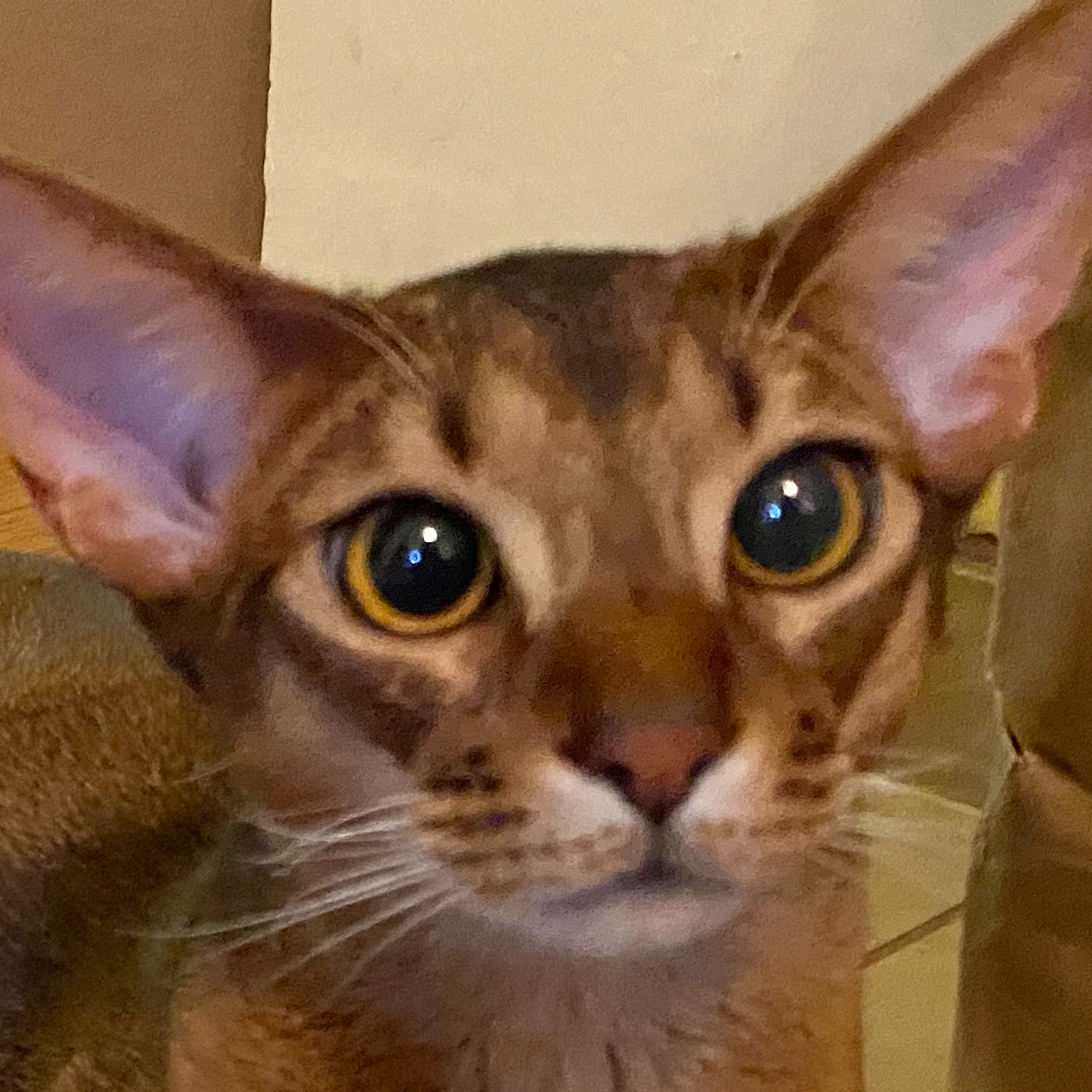 My recipient list got long enough for Google and Yahoo to start treating them as spam