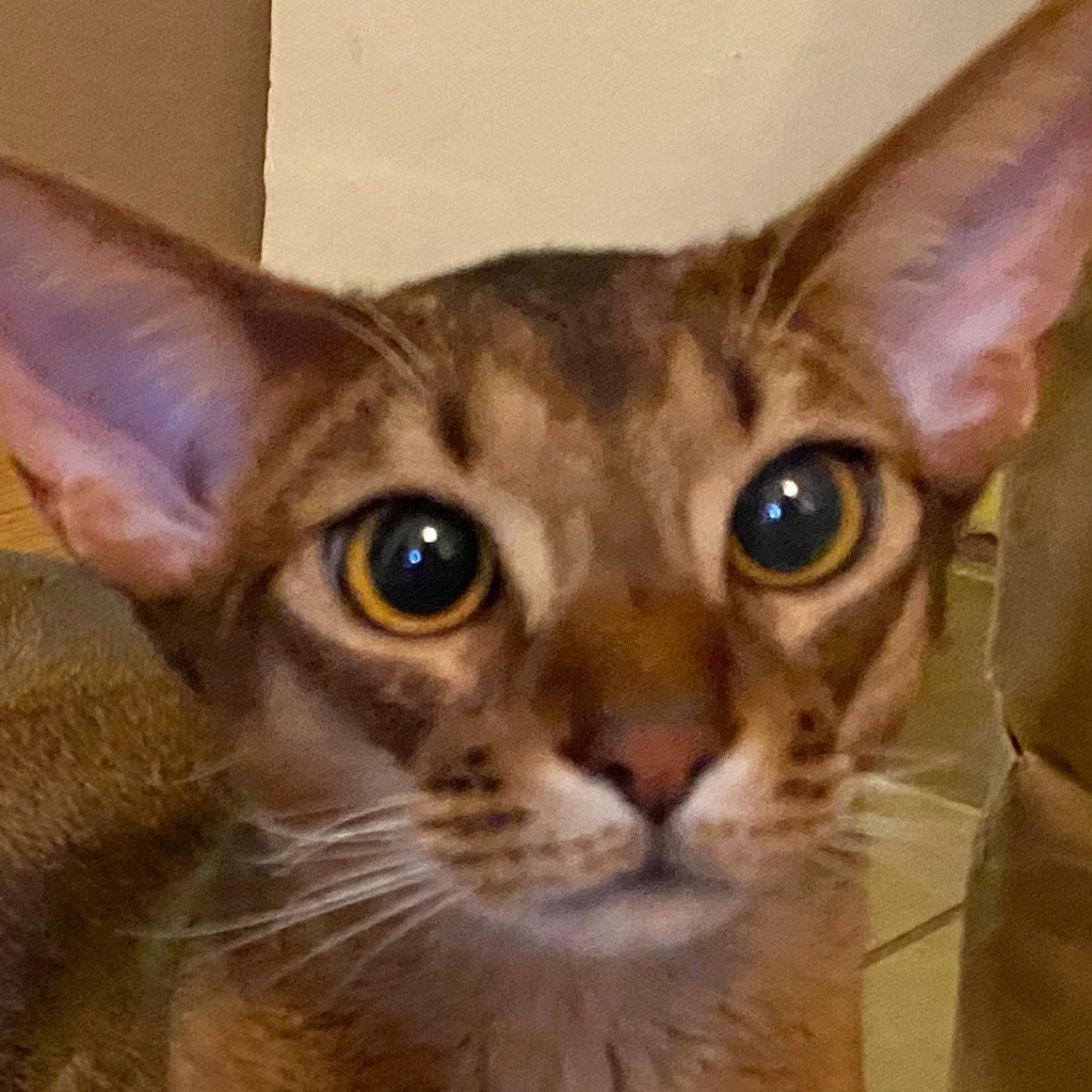 My recipient list got long enough for Google and Yahoo to start treating them as&nbsp;spam