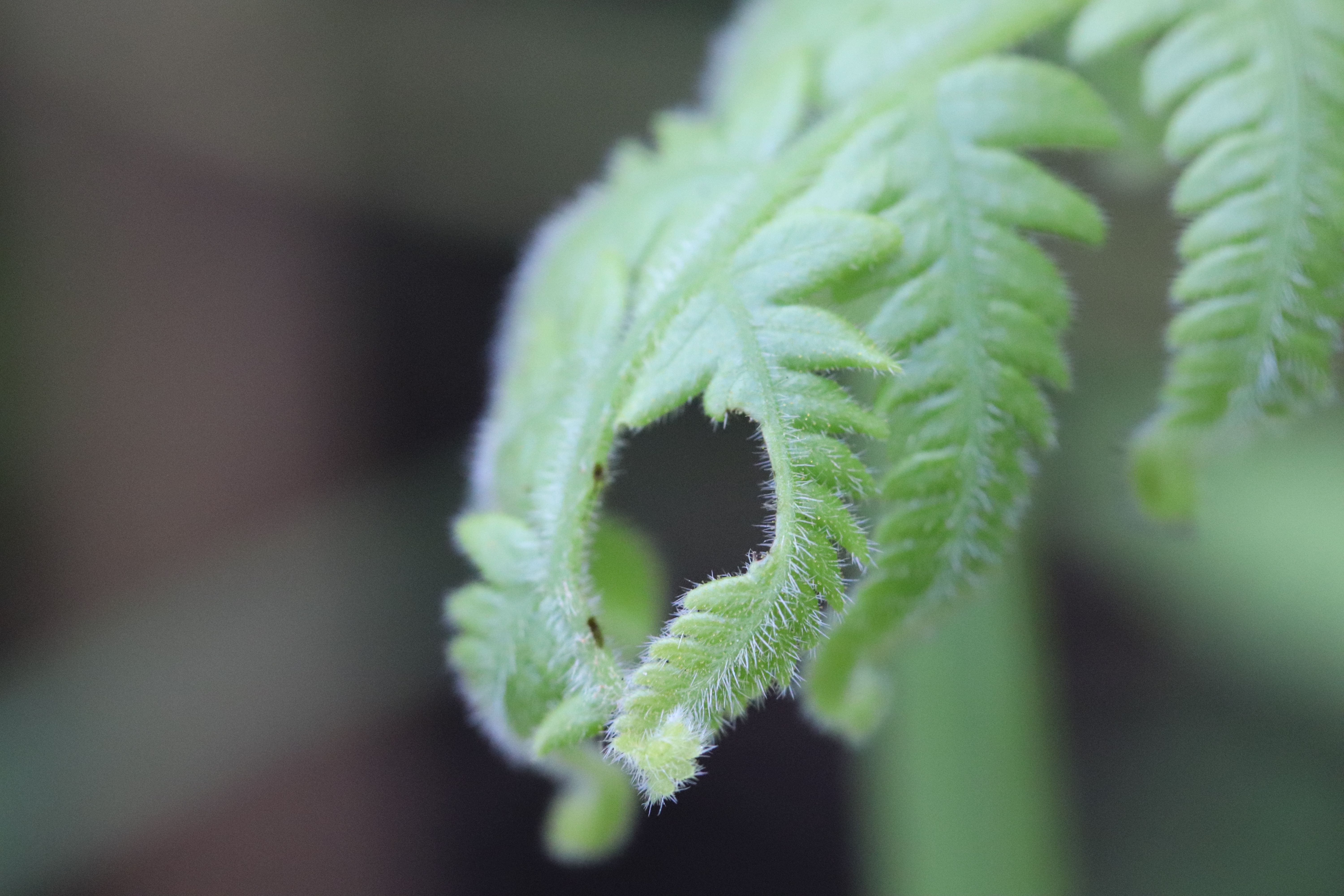 I want visions and I want them now!