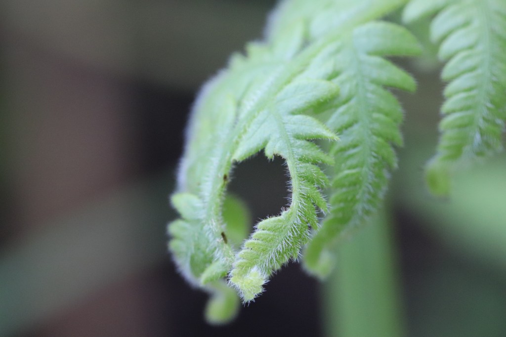 I want visions and I want them now!