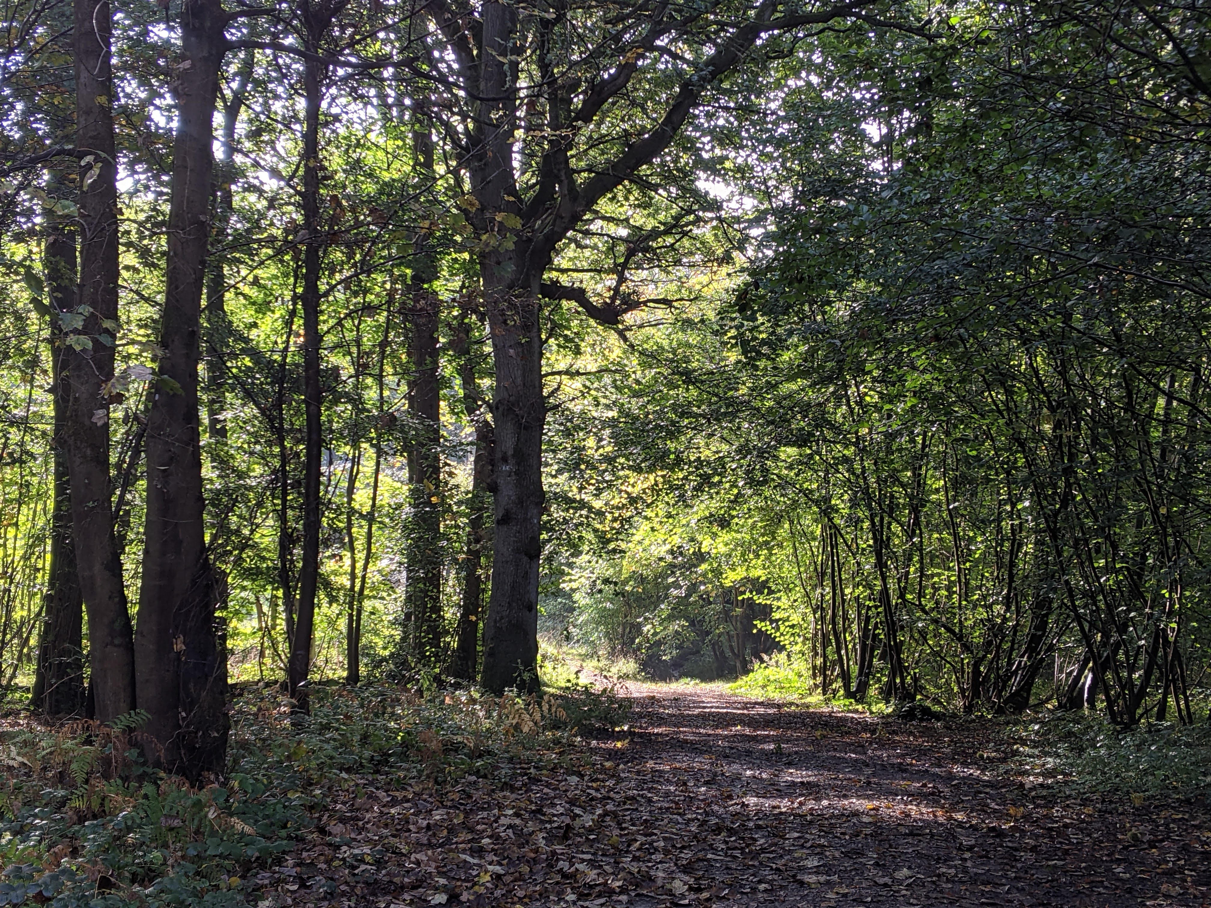 Today I want to flash back to autumn and a wonderful woodland walk I went on in October