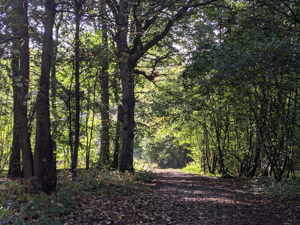 Today I want to flash back to autumn and a wonderful woodland walk I went on in October