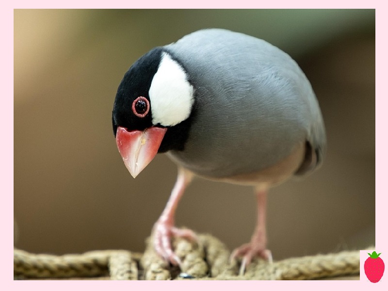 I want to return to a more peaceful and easier blogging schedule, one [where] I enjoy myself more and stress less