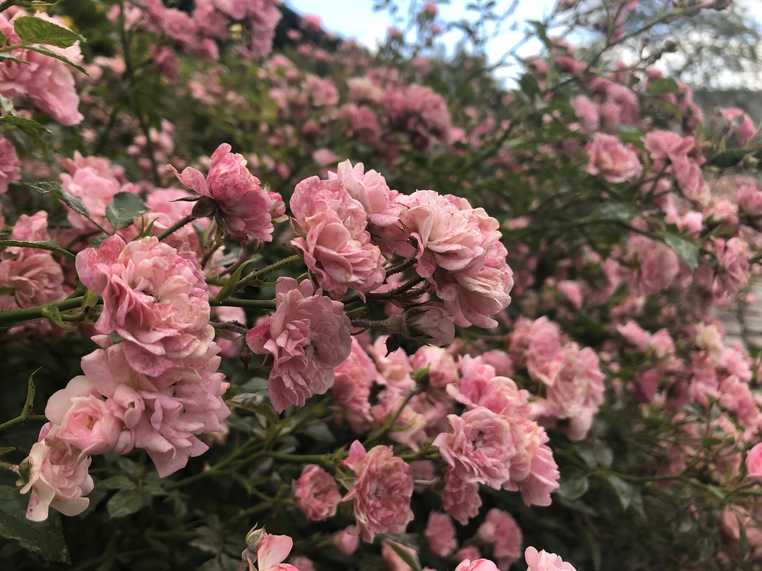 All I want to say is that your passion is already with you