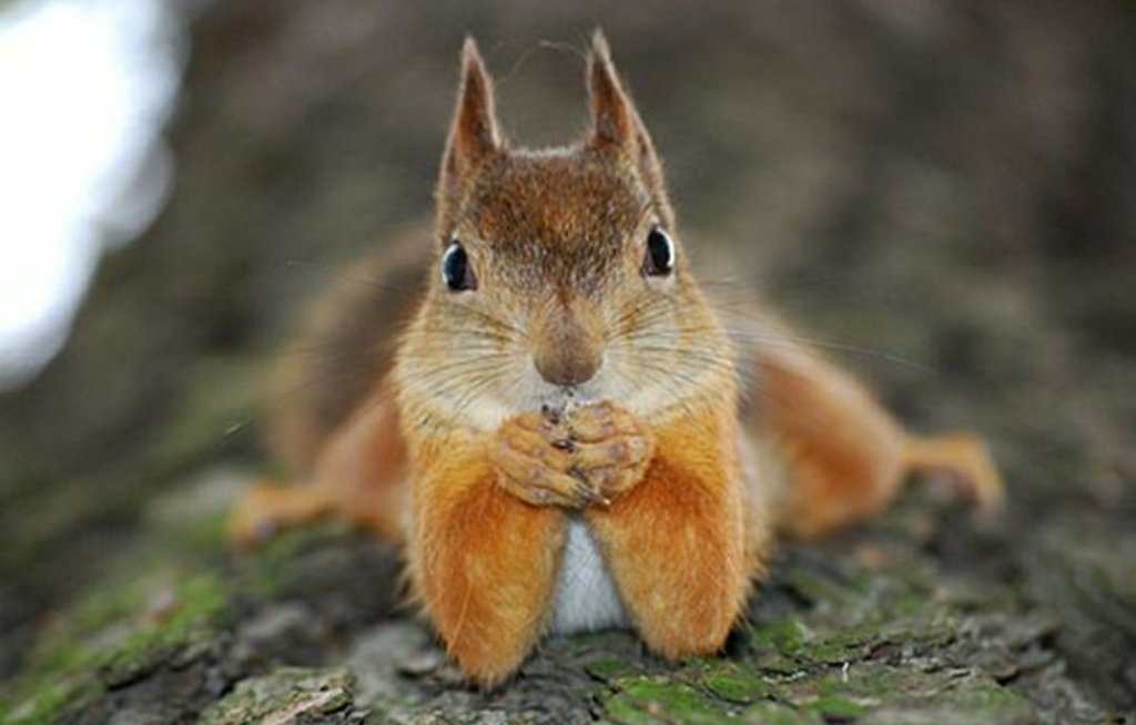 I realized that I wanted to be just like that&nbsp;squirrel