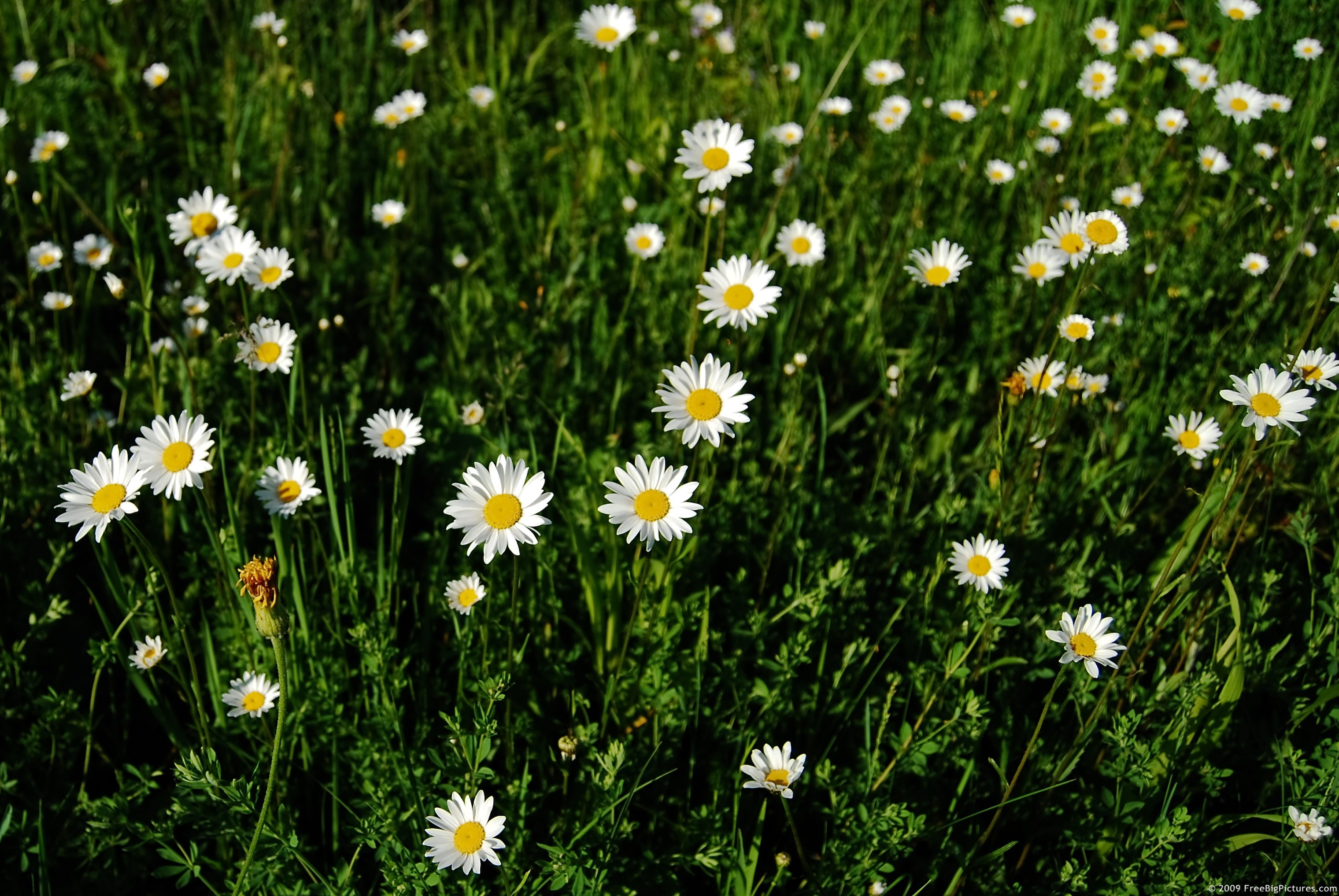 I want my one “wild and precious life” to be lived with inspiration, love, and kindness